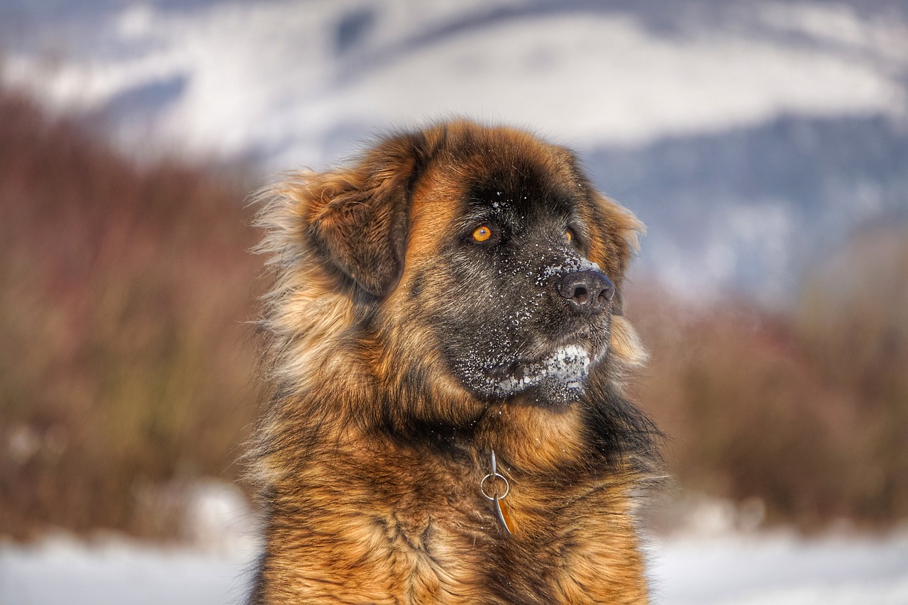 לאונברגר – Leonberger