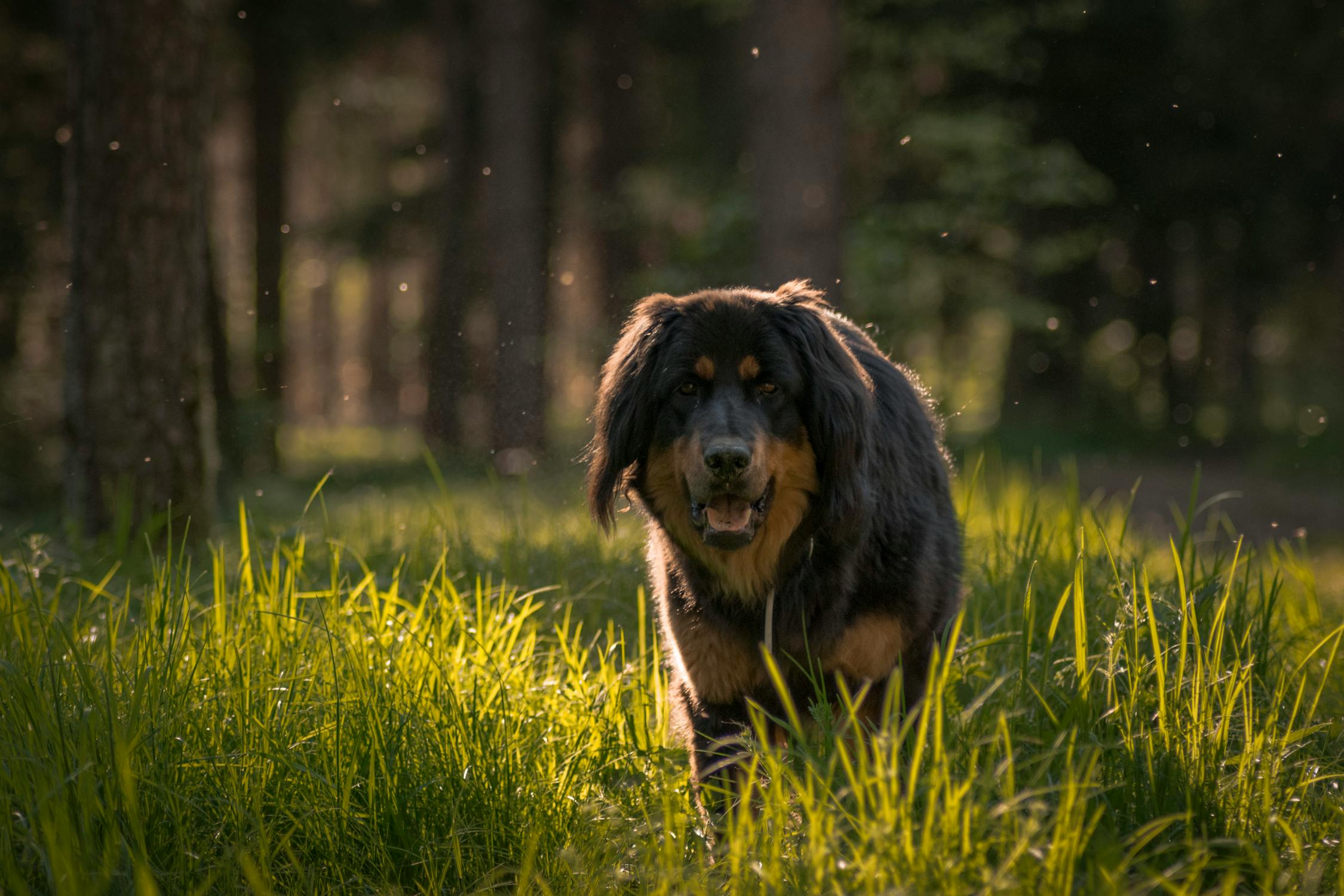 מסטיף טיבטי – Tibetan Mastiff
