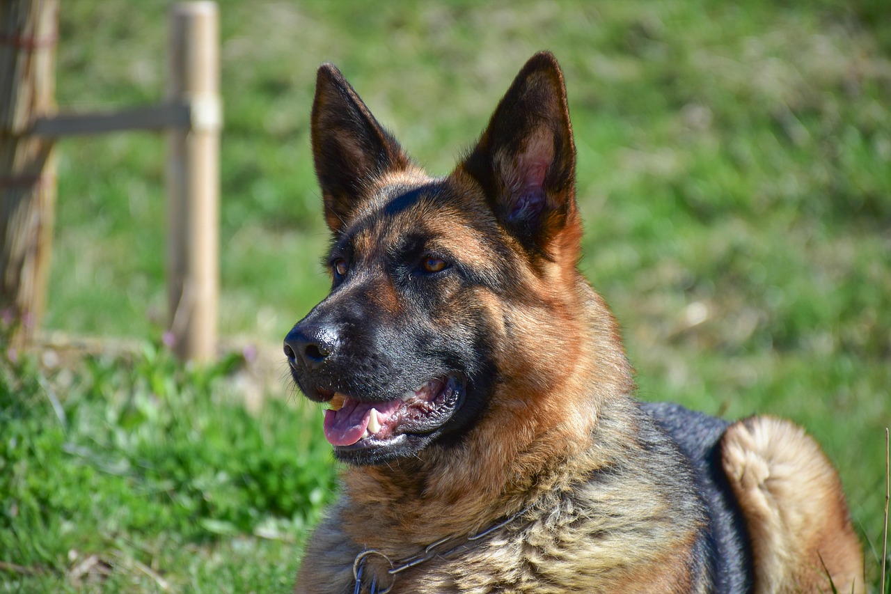 רועה גרמני – German Shepherd Dog