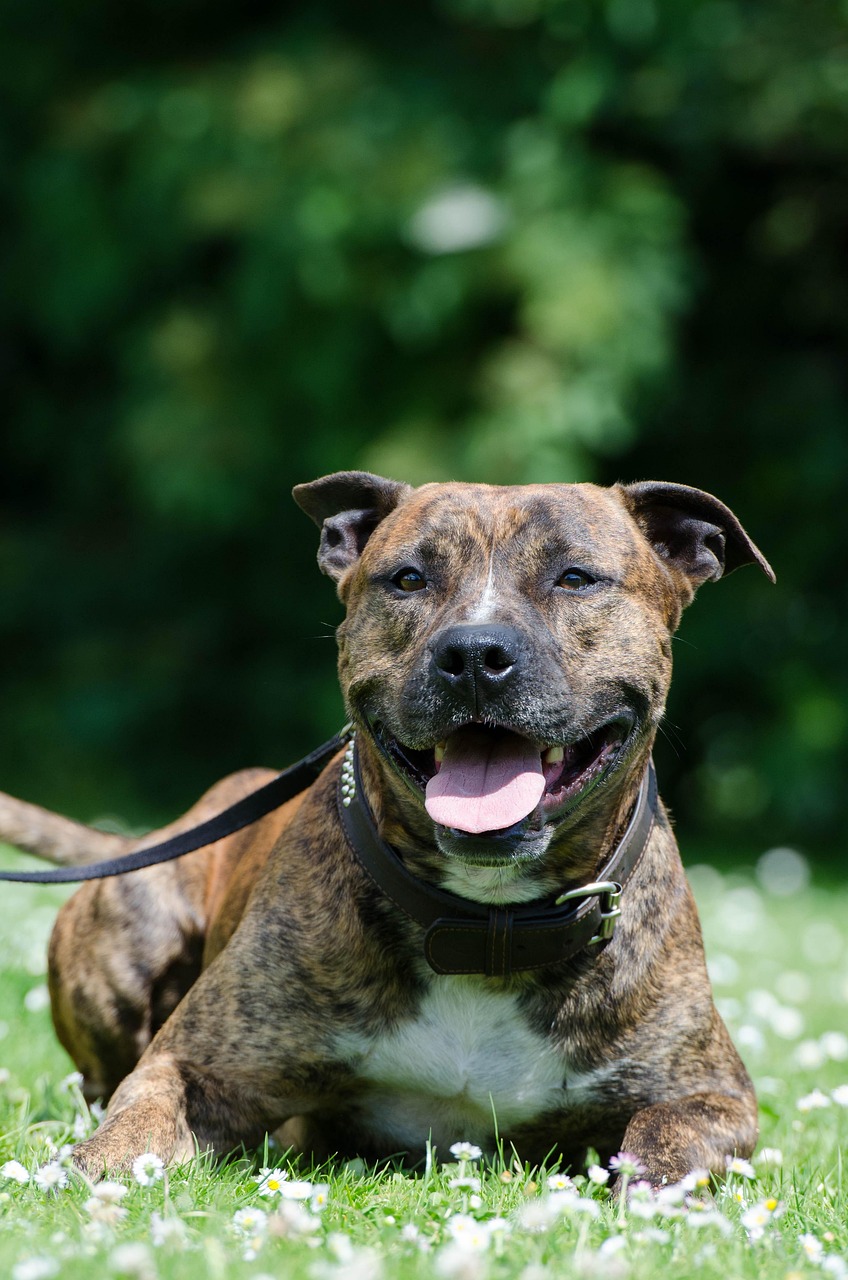 סטאפורדשייר טרייר אמריקאי (אמסטף) – American Staffordshire Terrier