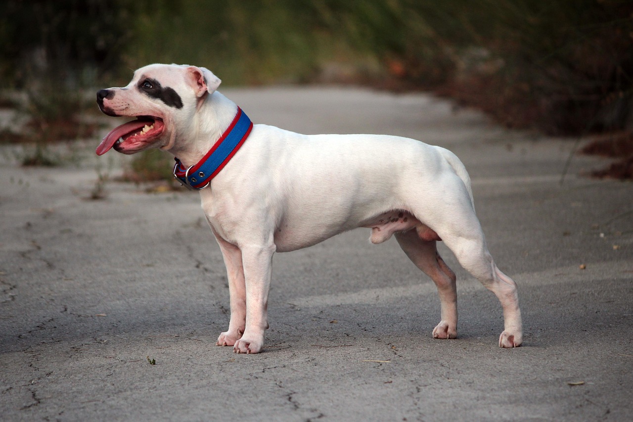 סטפורדשייר בול טרייר (סטאף אנגלי) – Staffordshire Bull Terrier