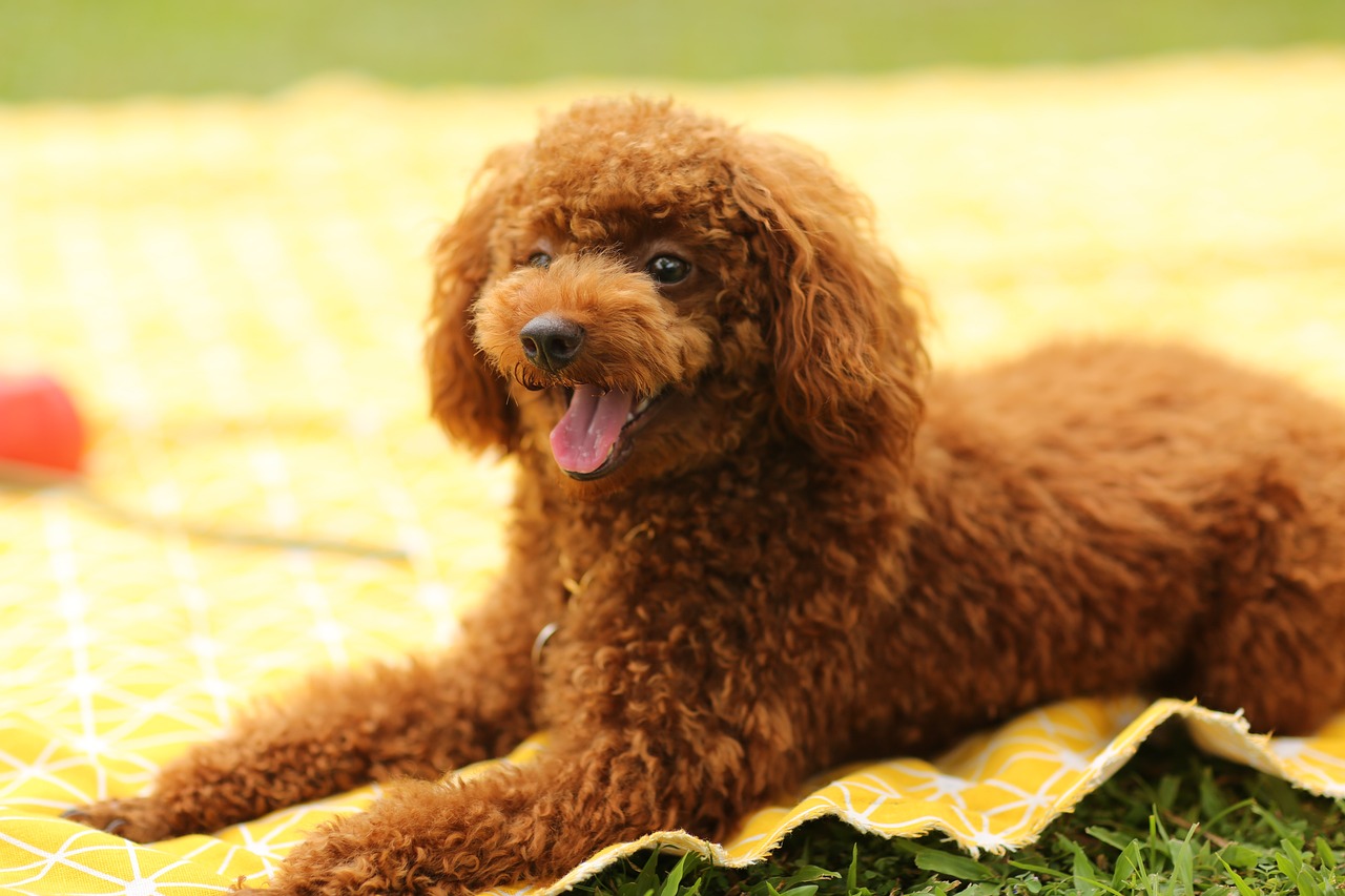 פודל טוי – Toy Poodle