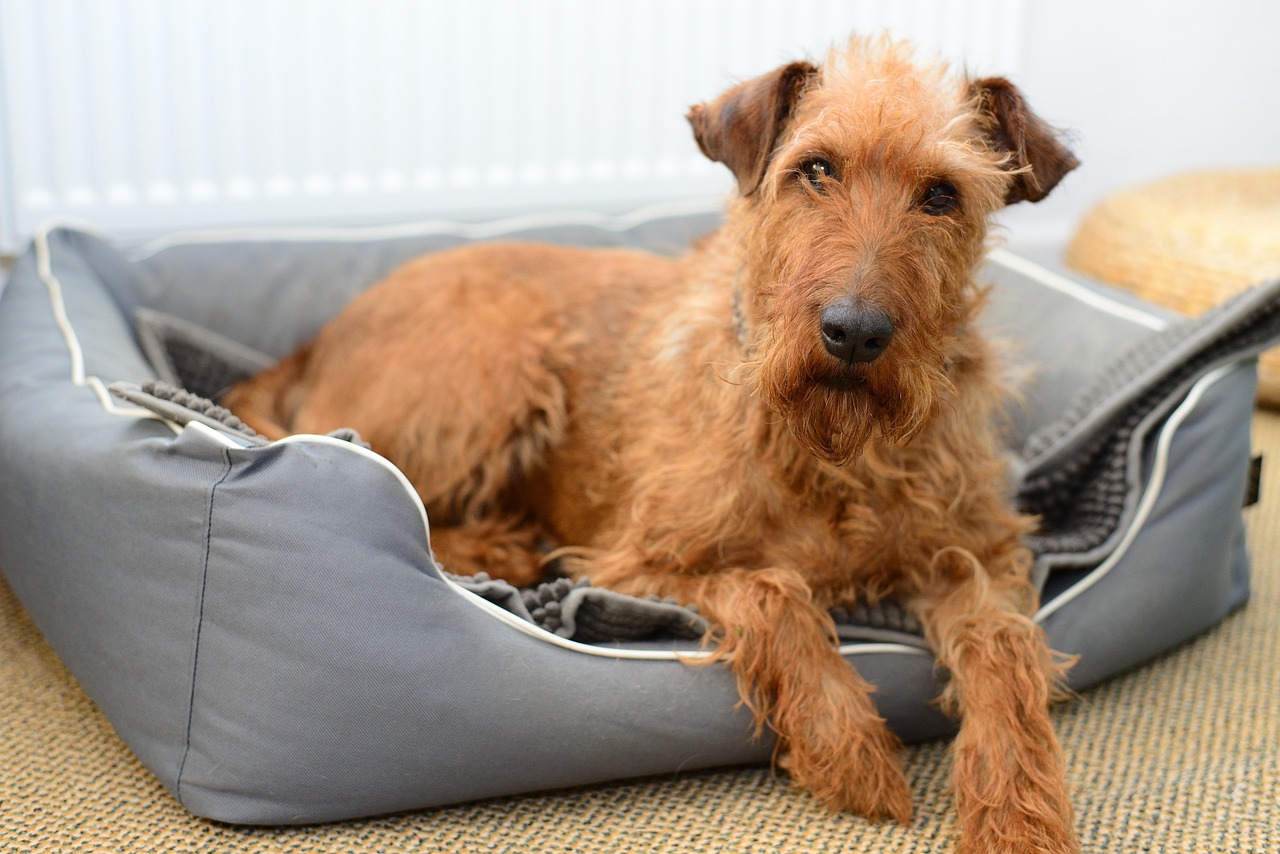 טרייר אירי – Irish Terrier