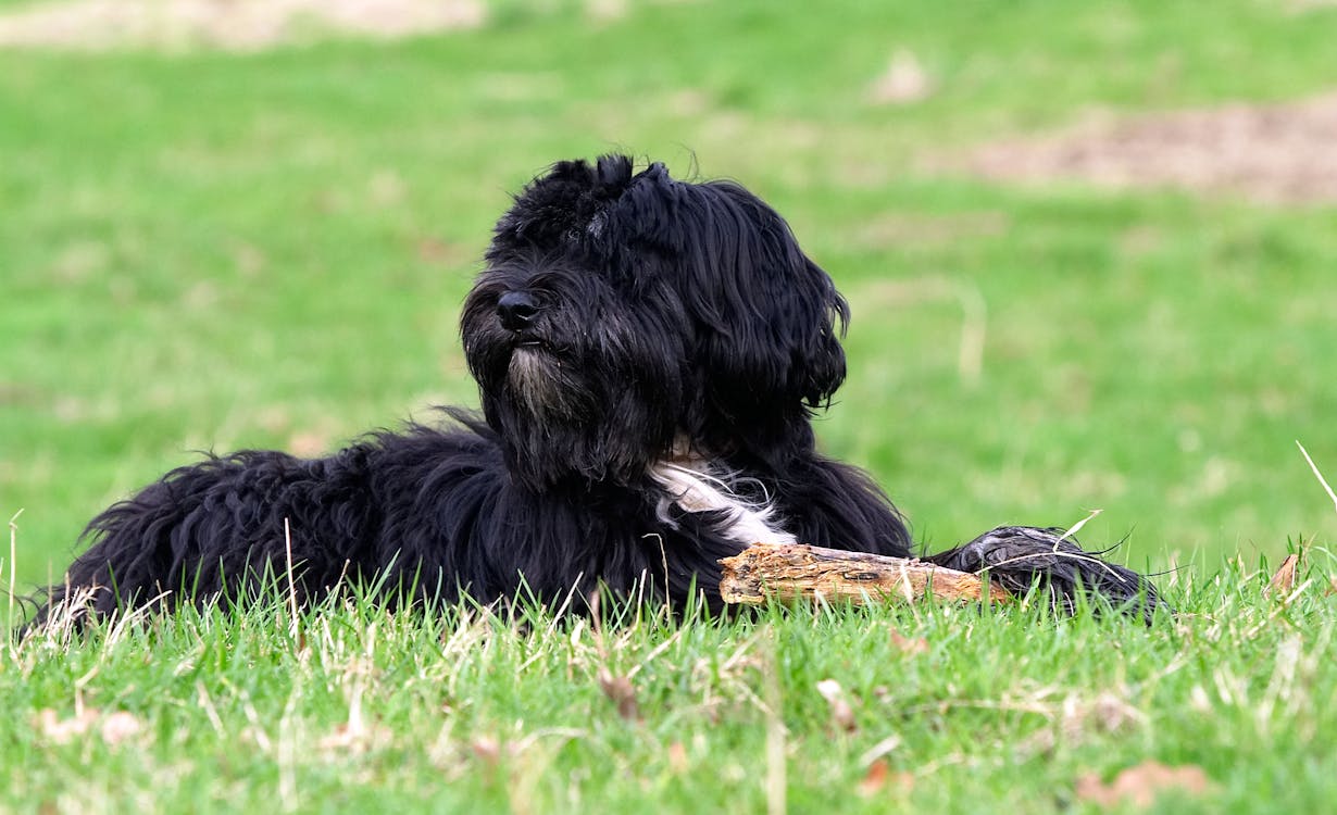 טרייר רוסי שחור – Black Russian Terrier