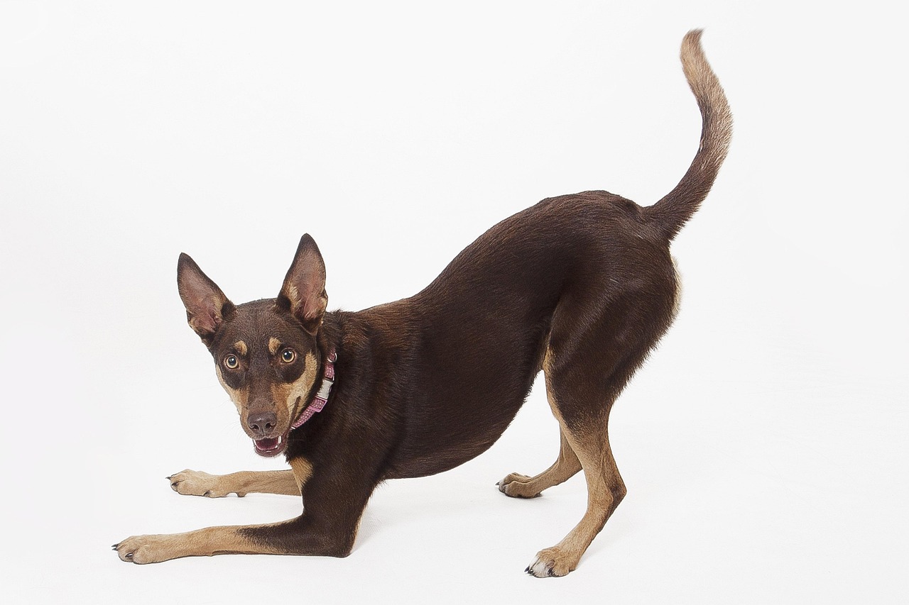 קלפי אוסטרלי – Australian Kelpie