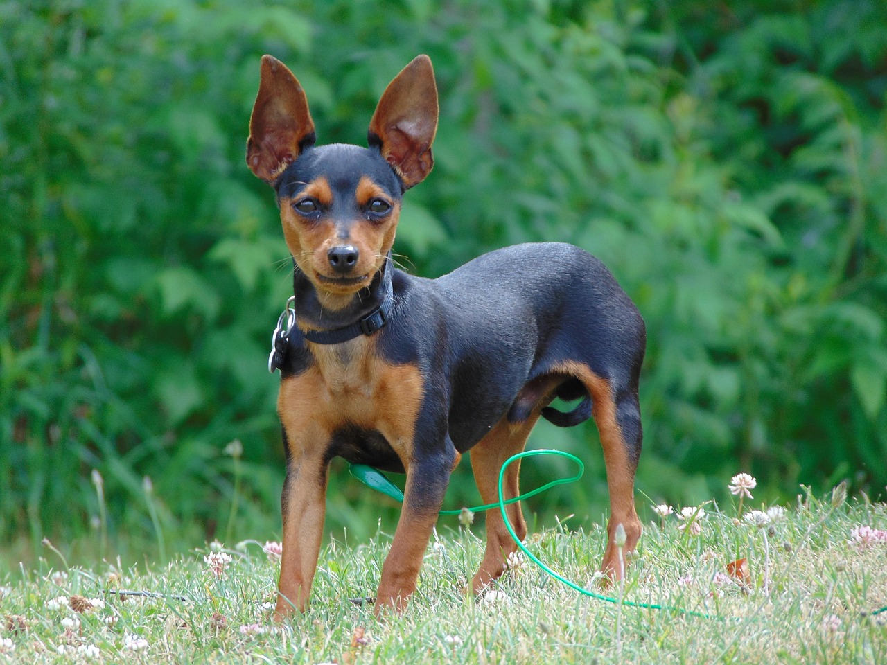פינצ'ר ננסי – Miniature Pinscher