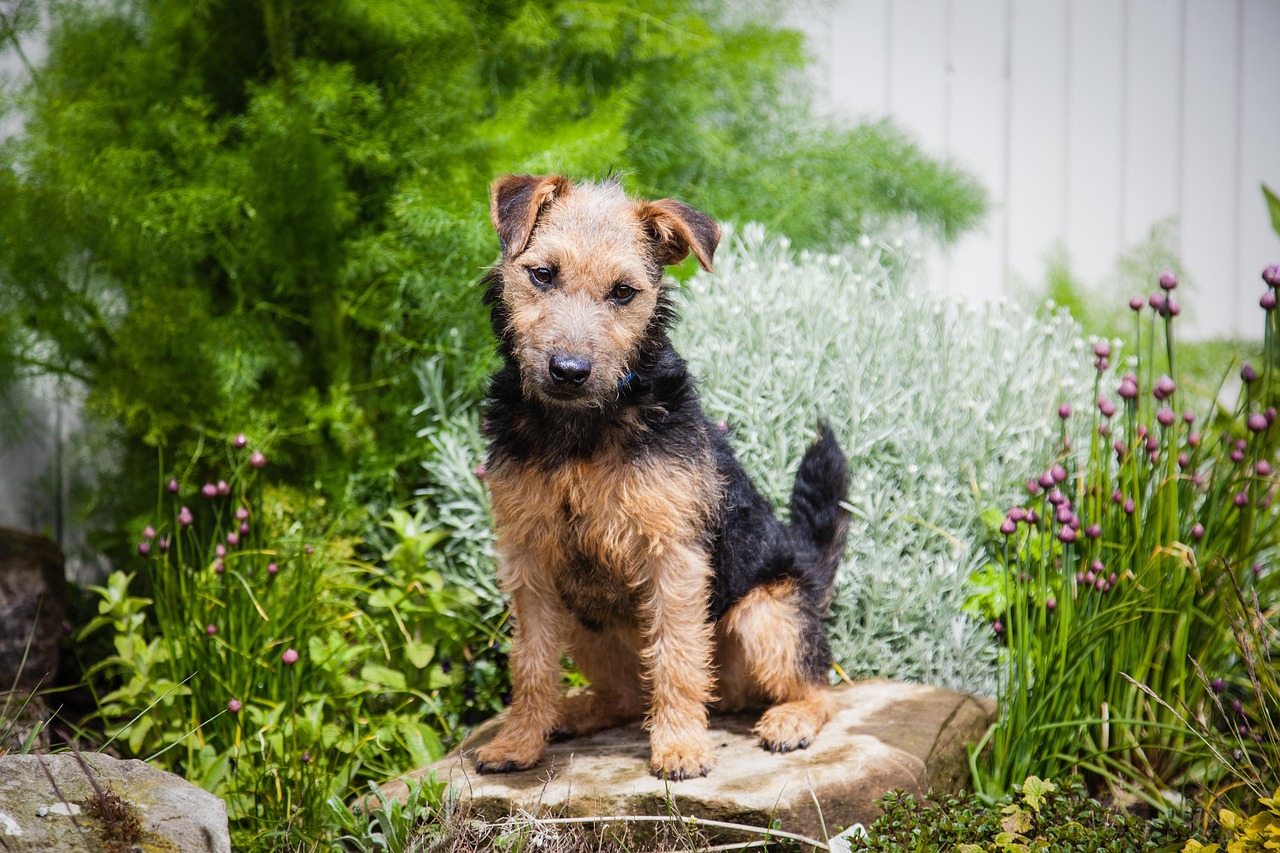 לייקלנד טרייר – Lakeland Terrier