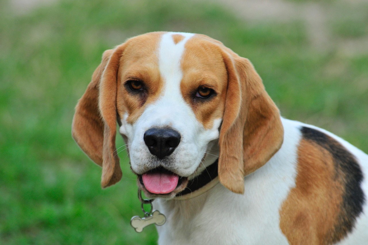 ביגל – Beagle