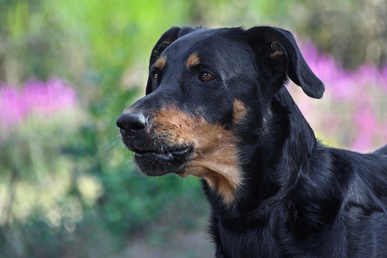 ביוכרון – Beauceron