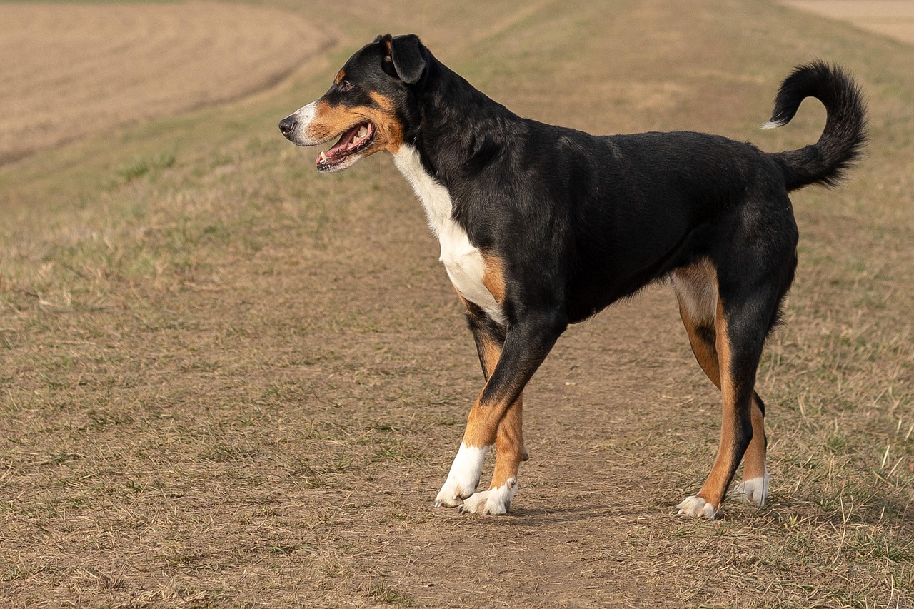 אפנצלר זננהונד – Appenzell Cattle Dog