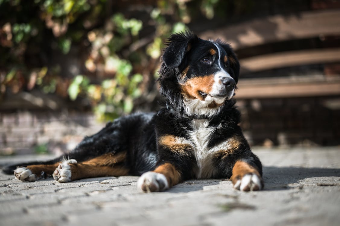 אנטלבוכר זננהונד – Entlebuch Cattle Dog