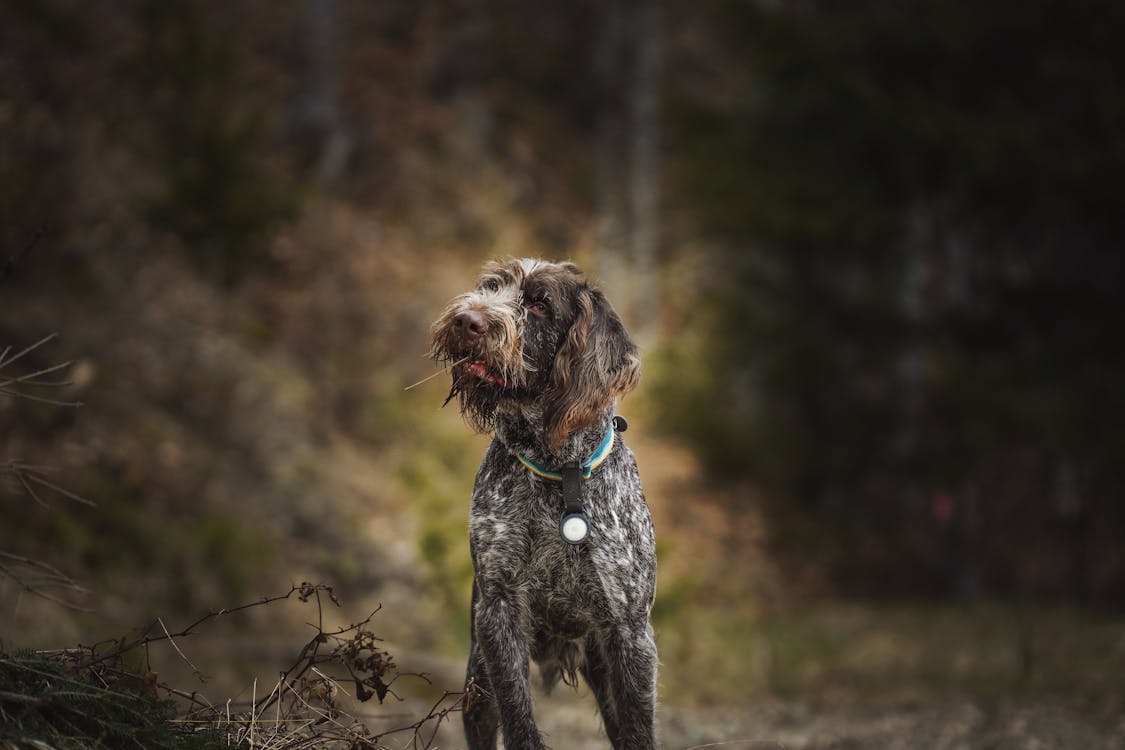 פוינטר גריפון מקורזל שיער – Wirehaired Pointing Griffon