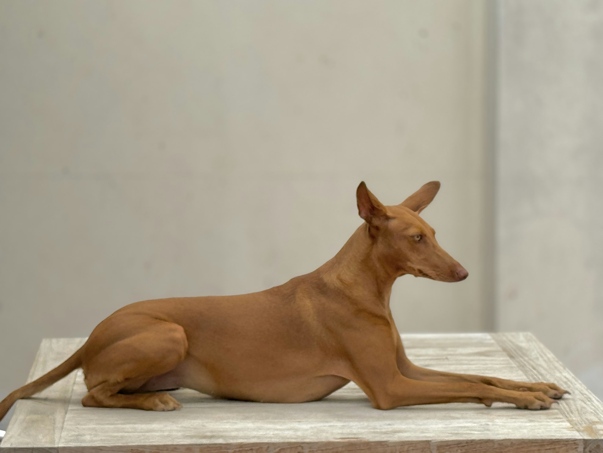 פרעה האונד – Pharaoh Hound