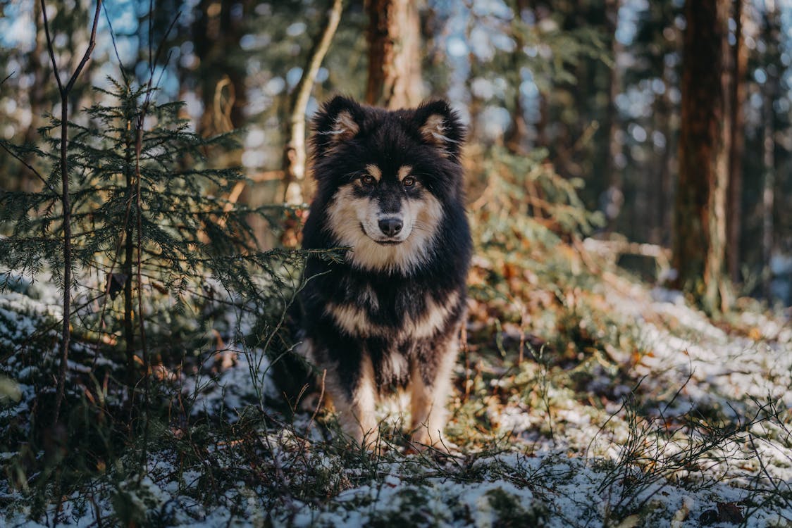 לאפהאנד פיני – Finnish Lapphund