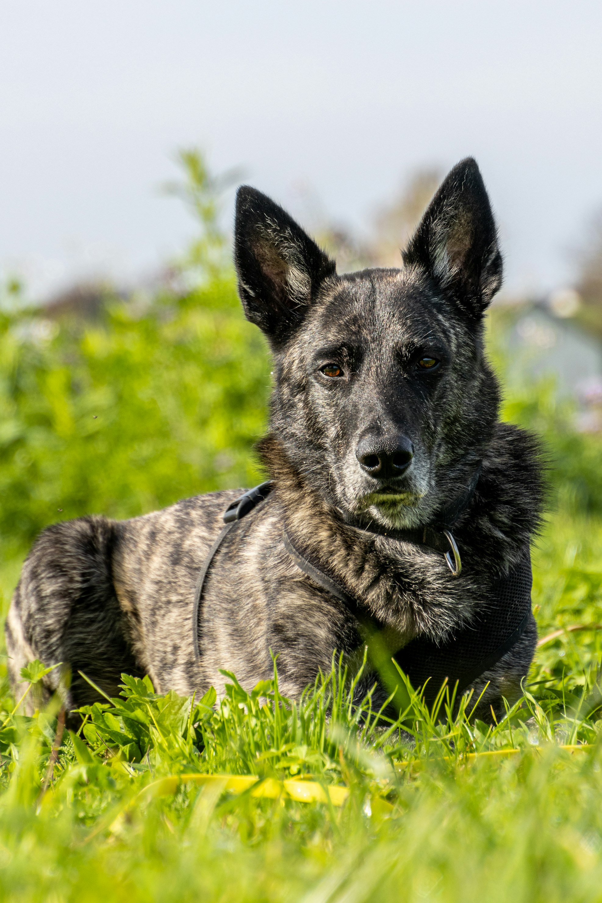 רועה הולנדי – Dutch Shepherd Dog
