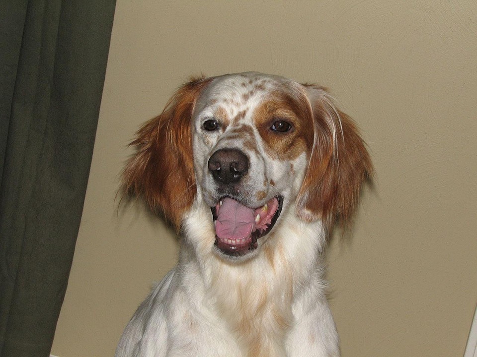 סטר אירי אדום ולבן – Irish Red And White Setter